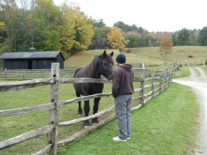 Joel bonded with Zeb, the museum's Percheron, on the way out.