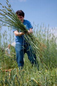 Abby gathers rye. 