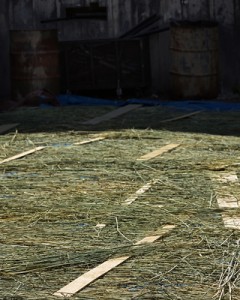 The rye dries outside the scene shop. Photo: Claire McAdams